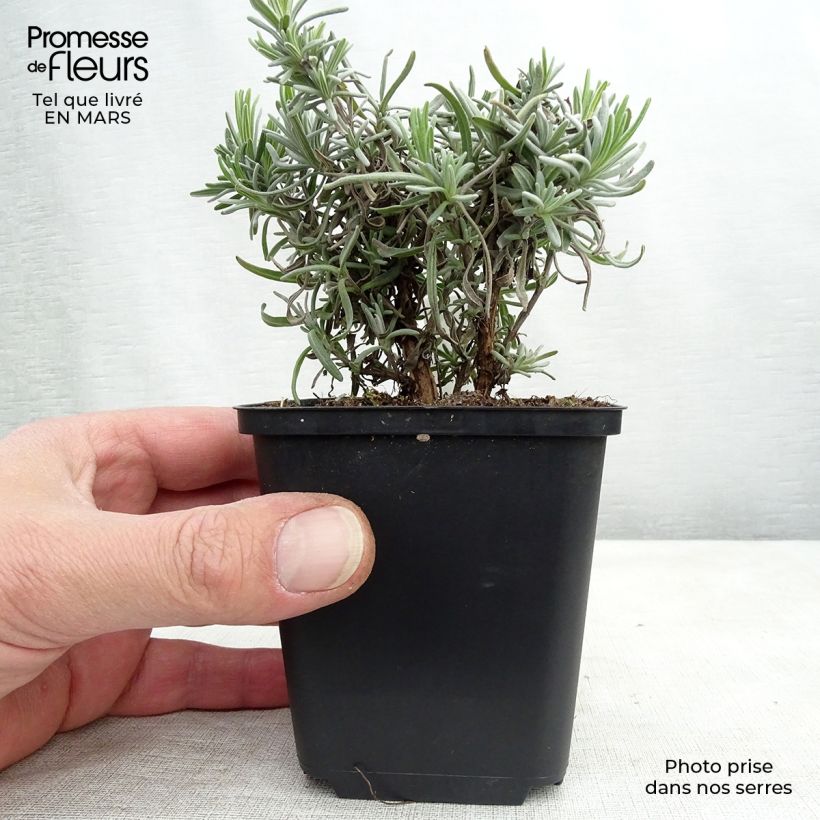 Amostra de Alfazema Twickel Purple - Lavandula angustifolia Vaso de 8/9 cm tal como entregue na primavera