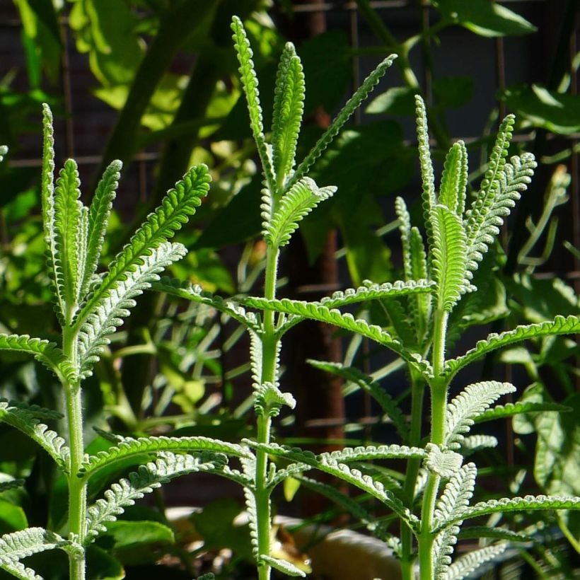 Lavandula dentata (Folhagem)