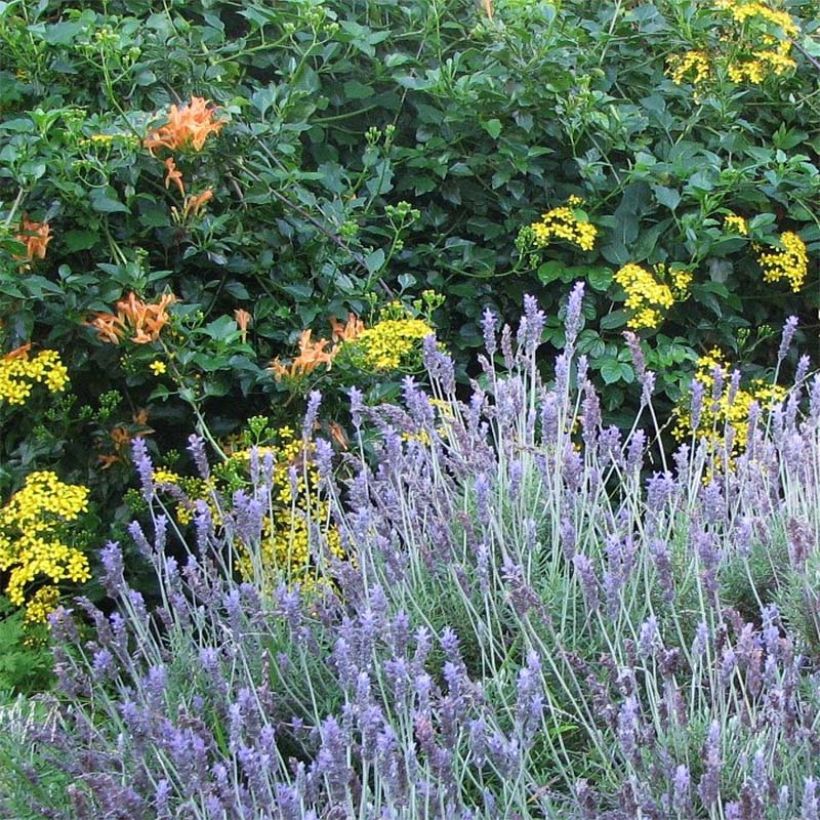 Lavandula dentata (Floração)