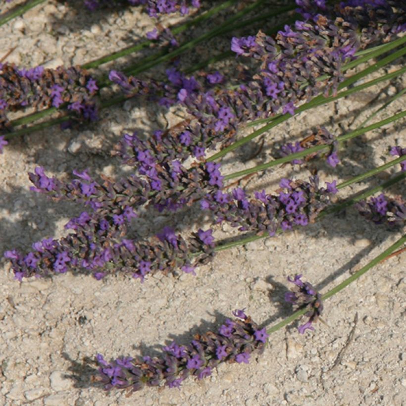 Alfazema Grosso - Lavandula intermedia (Floração)