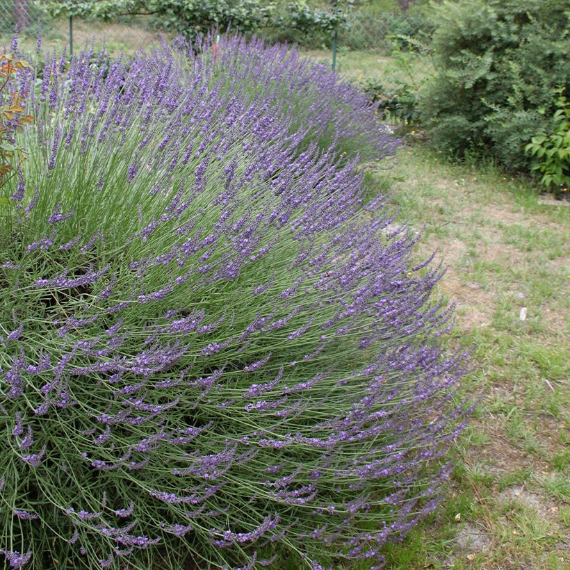 Alfazema Grosso - Lavandula intermedia (Hábito)