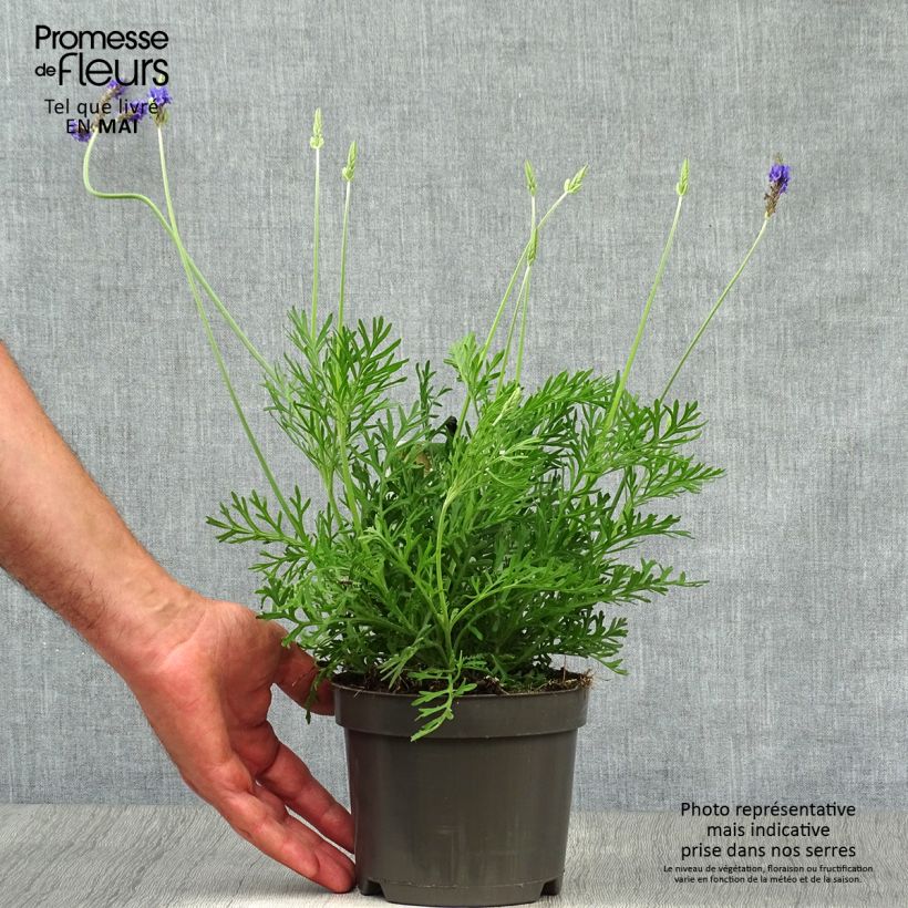 Amostra de Lavandula pinnata var. pinnata Vaso de 1,5 L/2 L tal como entregue na primavera