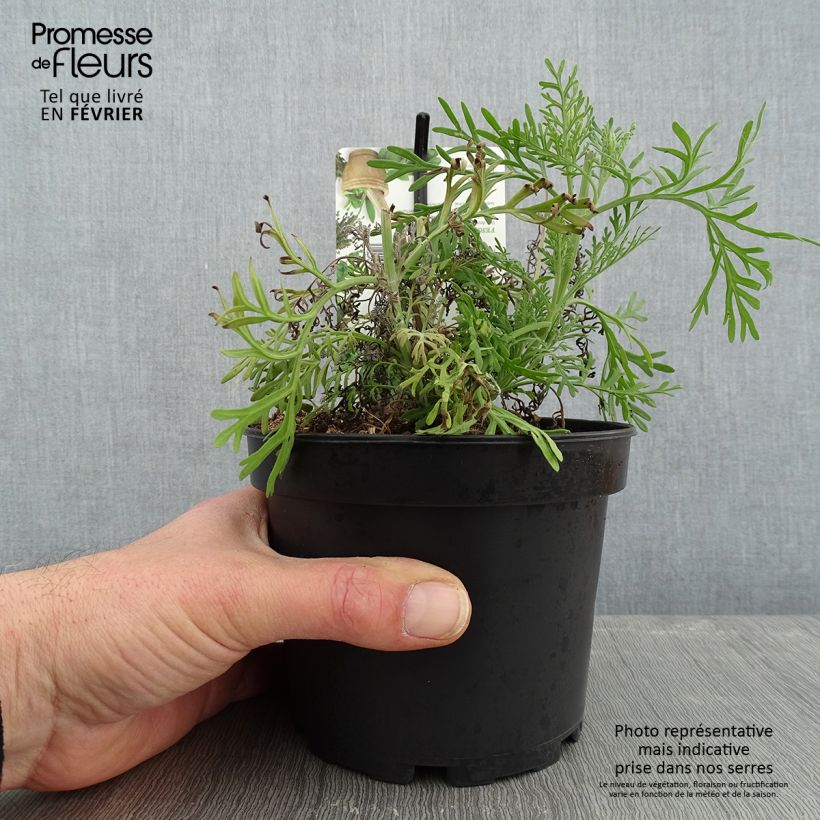 Amostra de Lavandula pinnata var. pinnata - Lavande pennée de Canaries Vaso de 1,5 L/2 L tal como entregue no inverno