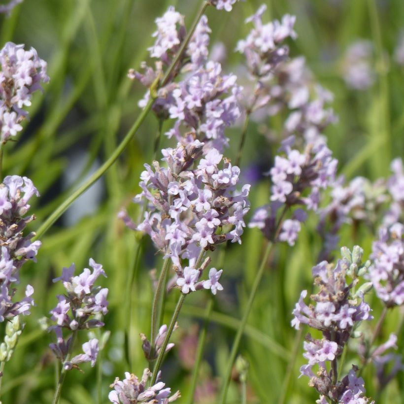 Alfazema Rosea - Lavandula angustifolia (Floração)