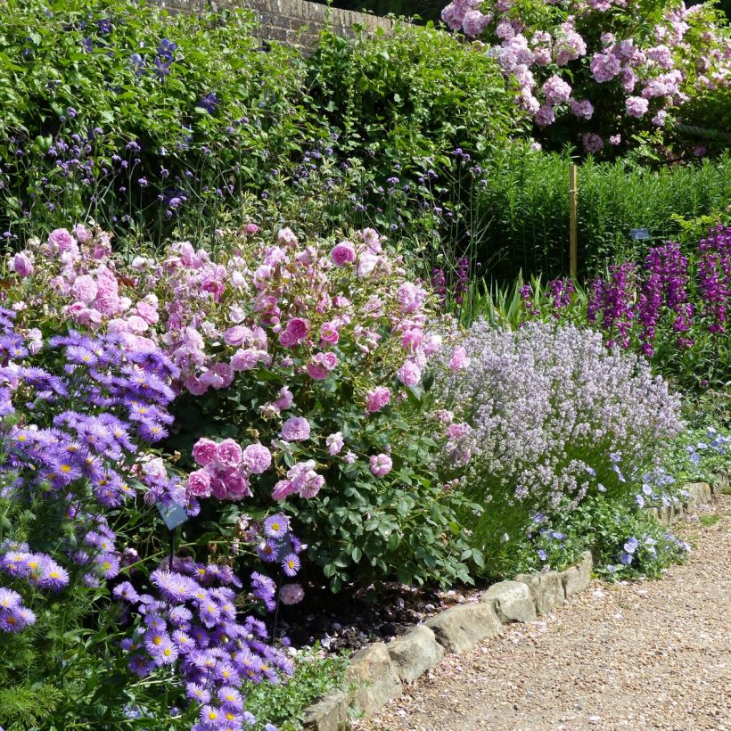 Alfazema Rosea - Lavandula angustifolia (Hábito)