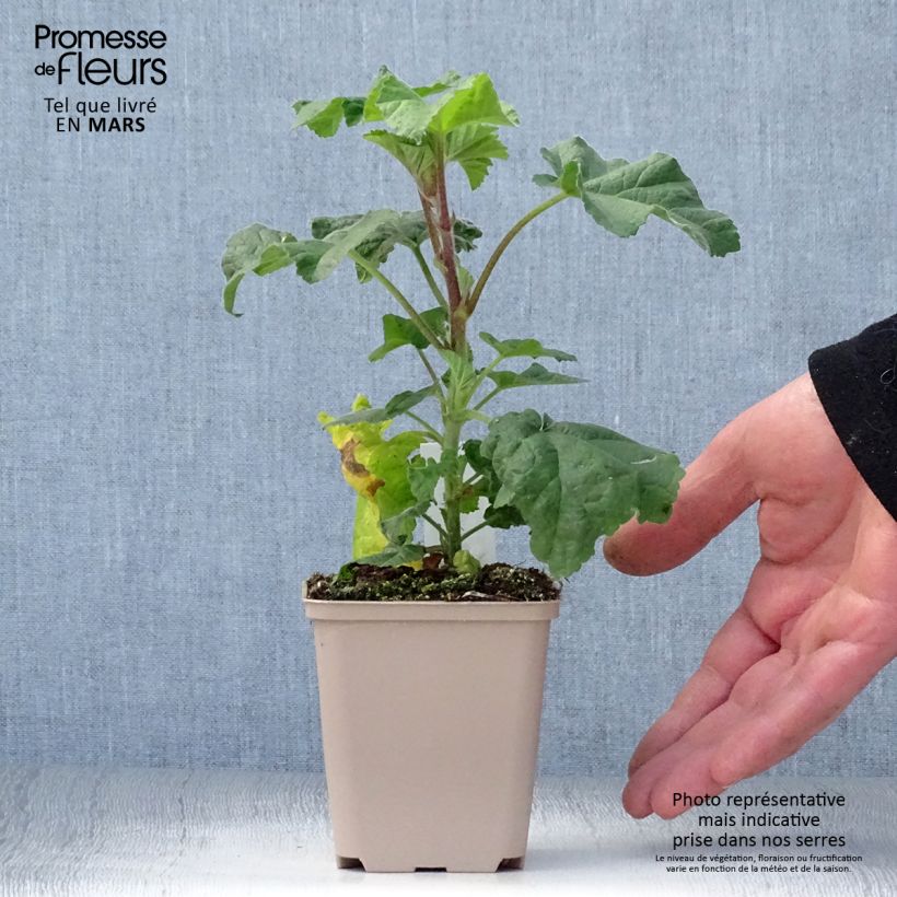 Amostra de Malva arbórea Blue Bird Vaso de 8/9 cm tal como entregue na primavera