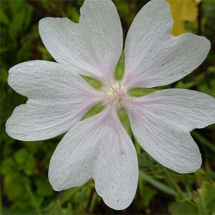 Malva arbórea White Angel (Floração)