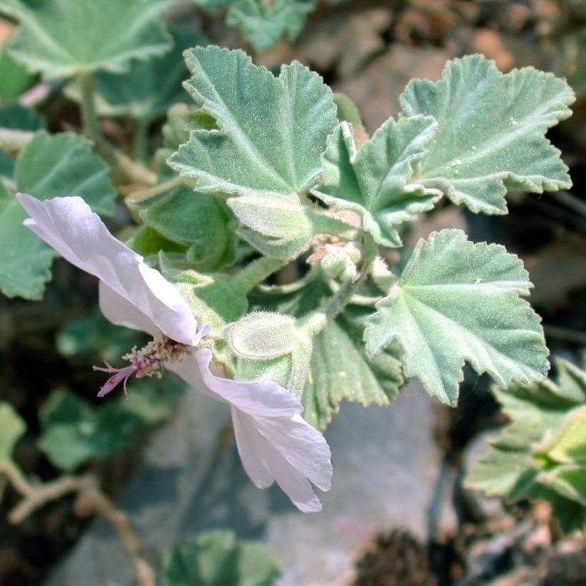 Lavatera maritima (Folhagem)