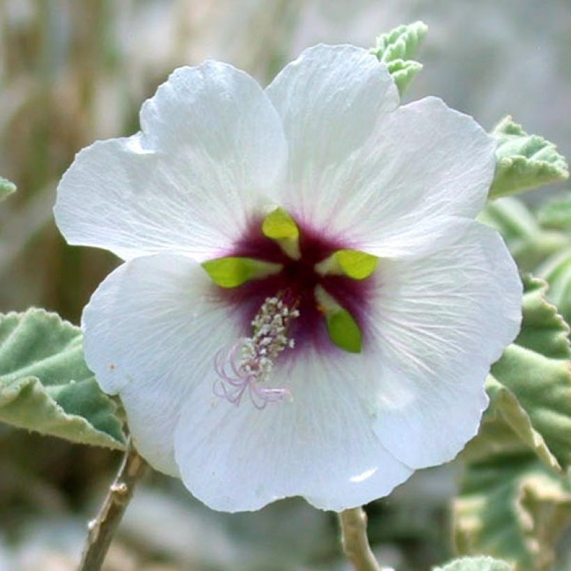 Lavatera maritima (Floração)