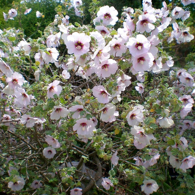 Lavatera maritima (Hábito)