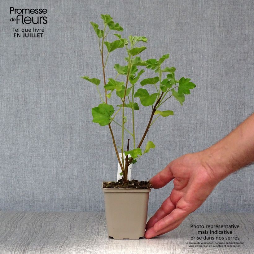 Amostra de Lavatera maritima Vaso de 8/9 cm tal como entregue no verão