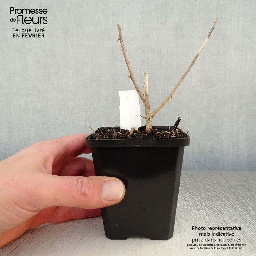 Amostra de Lavatera maritima Vaso de 8/9 cm tal como entregue no inverno