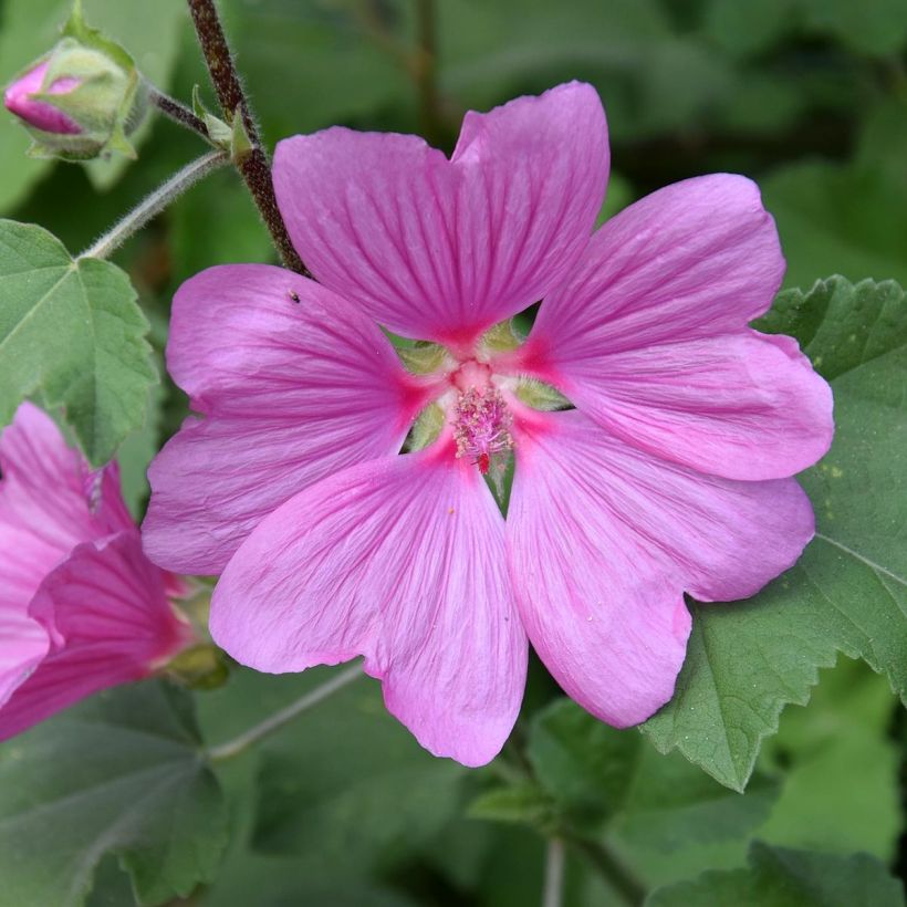 Lavatera olbia Rosea (Floração)