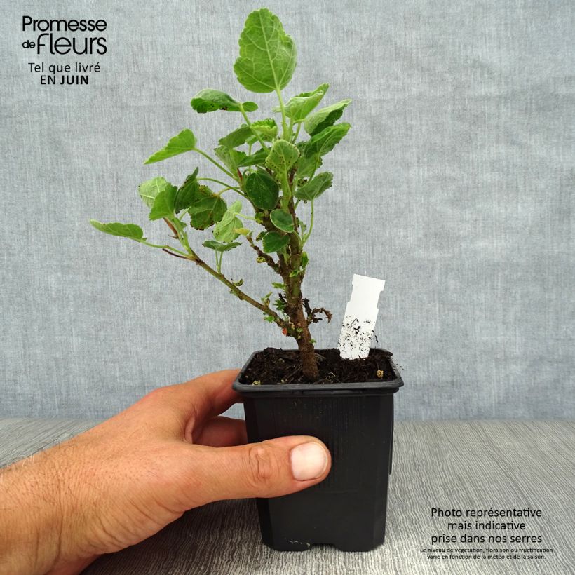Amostra de Malva arbórea Barnsley Vaso de 8/9 cm tal como entregue no verão