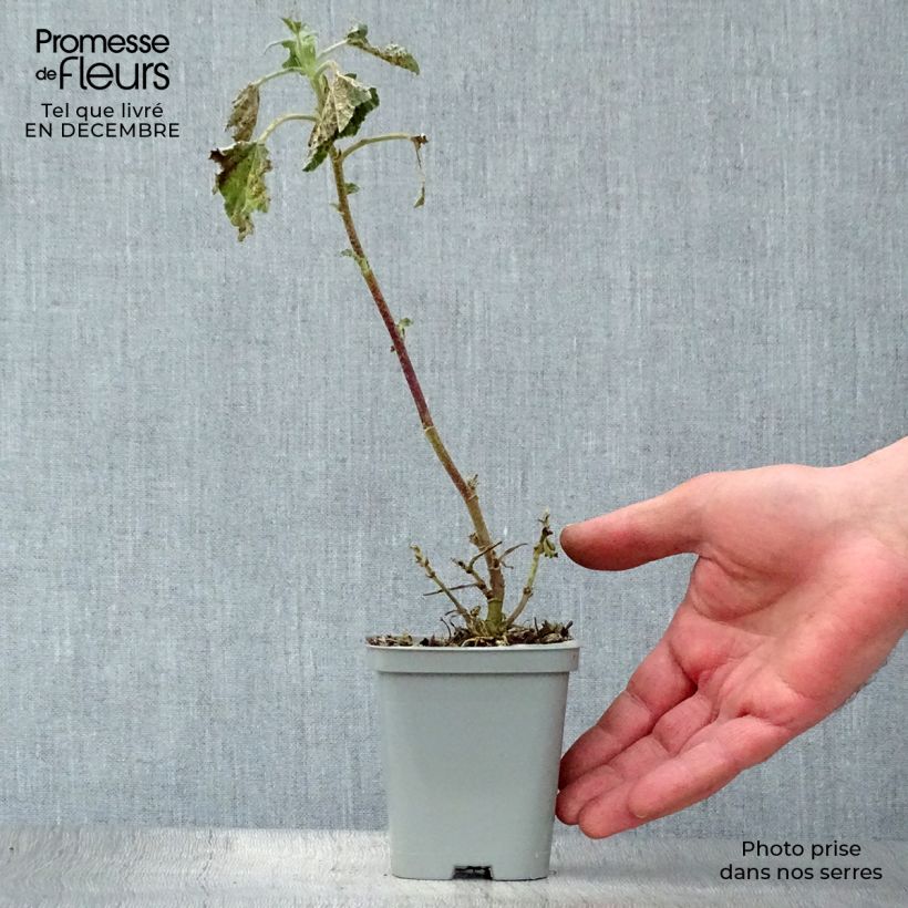 Amostra de Lavatère Barnsley - Lavatera thuringiaca  Vaso de 8/9 cm tal como entregue no inverno