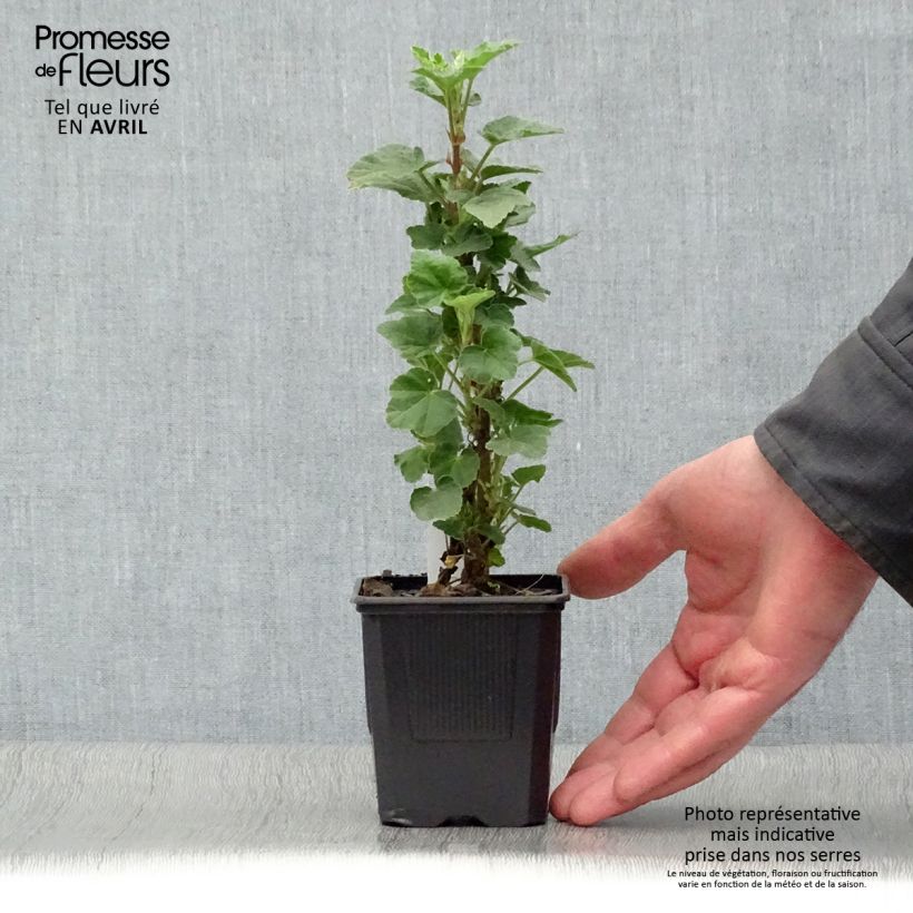 Amostra de Malva arbórea Barnsley Vaso de 8/9 cm tal como entregue na primavera