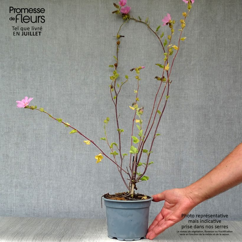 Amostra de Malva arbórea Barnsley Vaso de 2 L/3 L tal como entregue no verão
