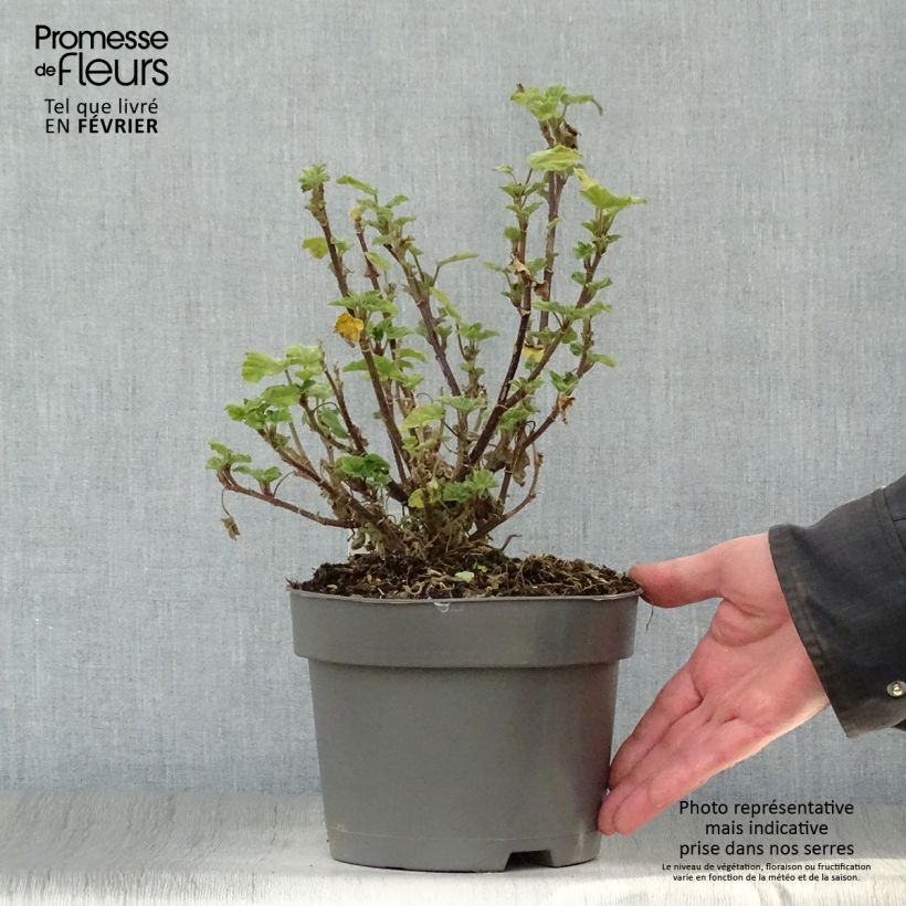 Amostra de Lavatère Barnsley - Lavatera thuringiaca  Vaso de 2 L/3 L tal como entregue no inverno