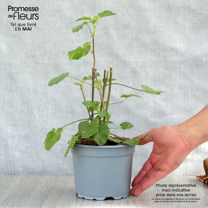 Amostra de Malva arbórea Barnsley Vaso de 2 L/3 L tal como entregue na primavera