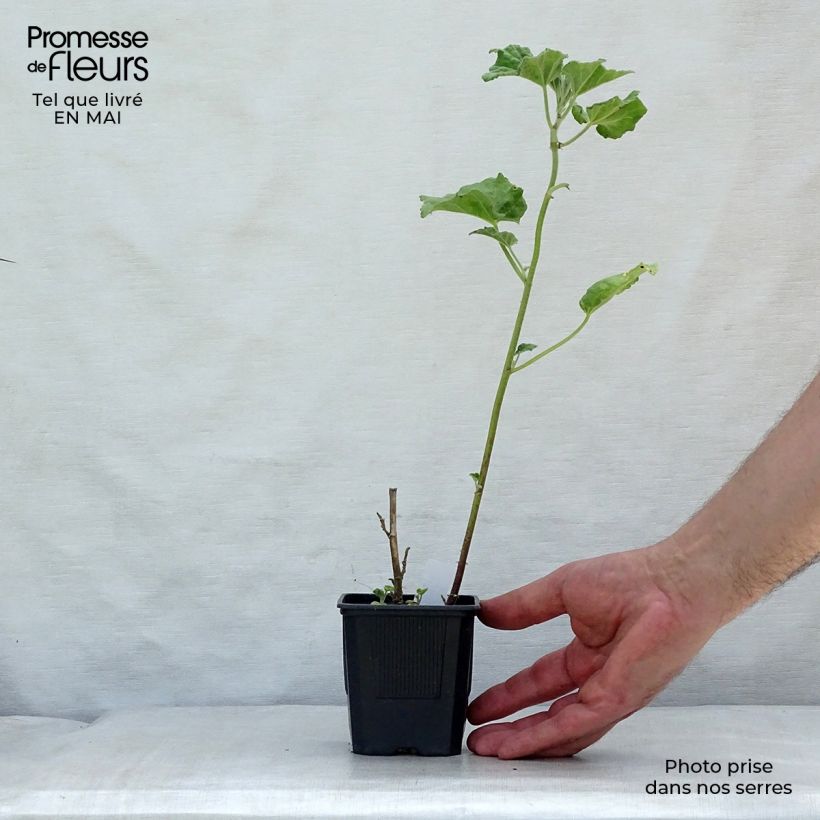 Amostra de Malva arbórea Barnsley Baby Vaso de 8/9 cm tal como entregue na primavera