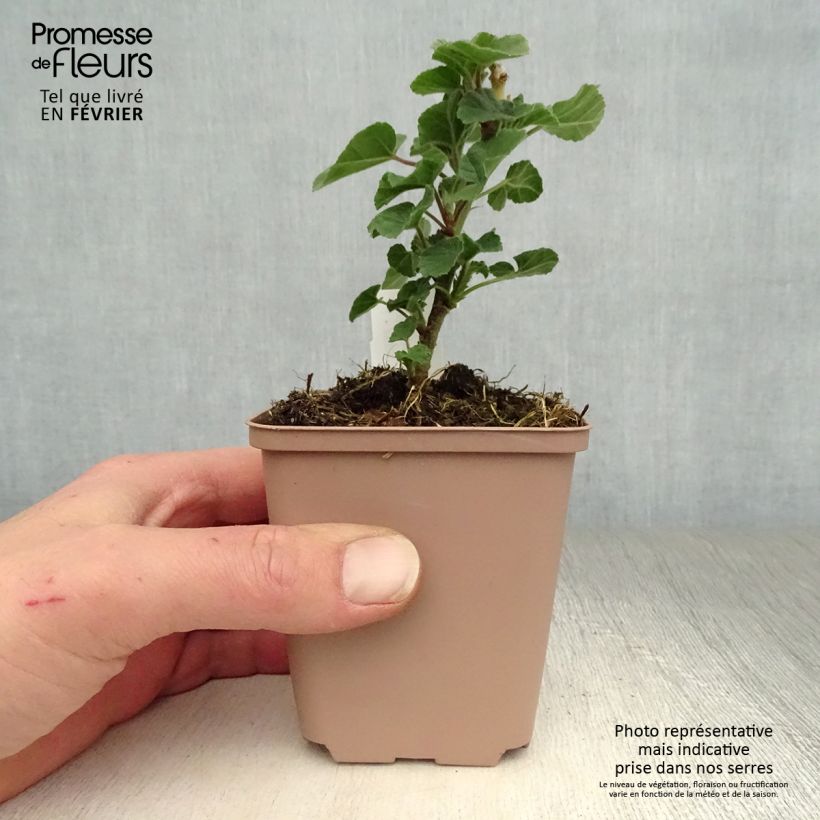 Amostra de Malva arbórea Blushing Bride Vaso de 8/9 cm tal como entregue no inverno