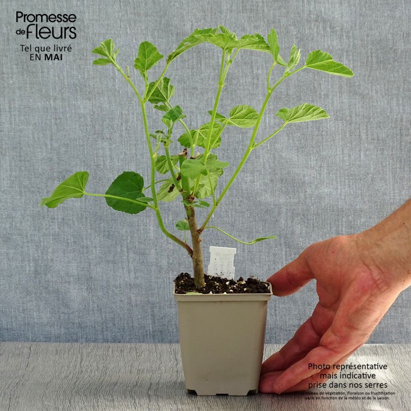 Amostra de Malva arbórea Blushing Bride Vaso de 8/9 cm tal como entregue na primavera