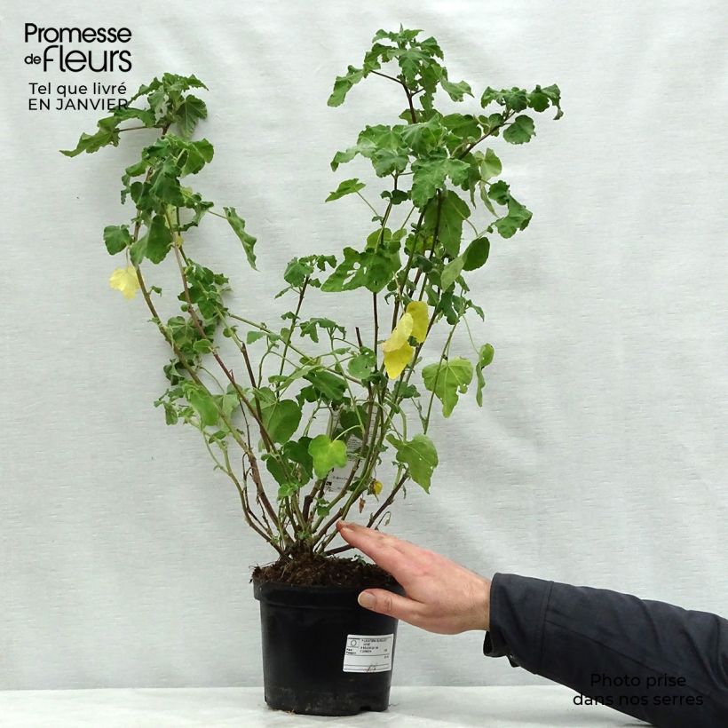 Amostra de Lavatère - Lavatera Burgundy Wine Vaso de 2 L/3 L tal como entregue no inverno