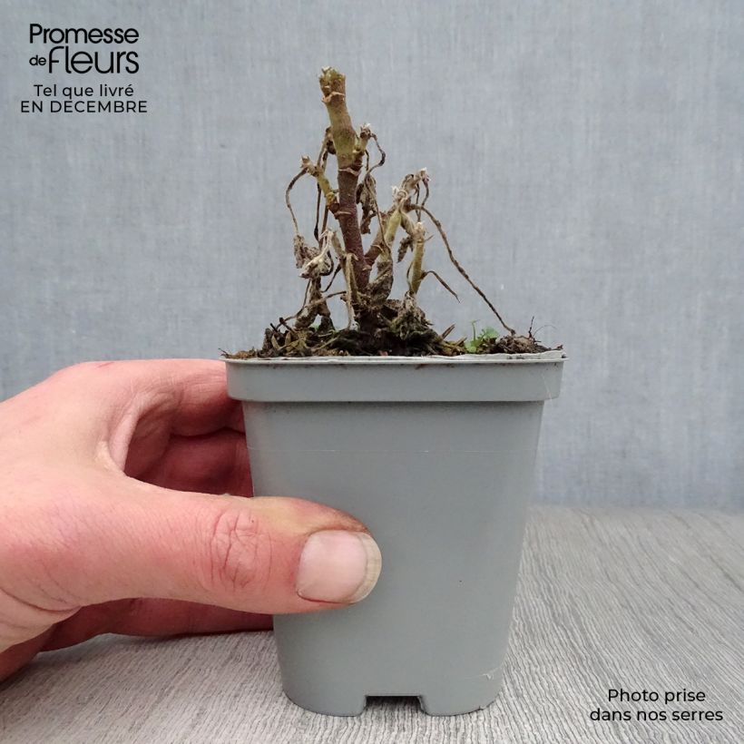 Amostra de Malva arbórea Candy Floss Vaso de 8/9 cm tal como entregue no inverno