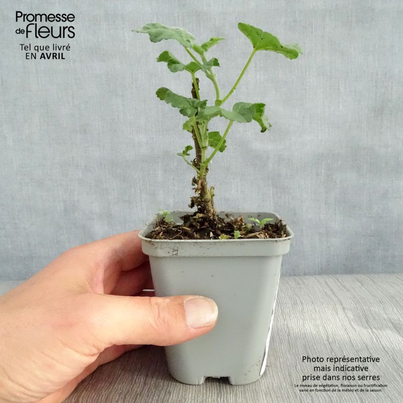 Amostra de Malva arbórea Candy Floss Vaso de 8/9 cm tal como entregue na primavera