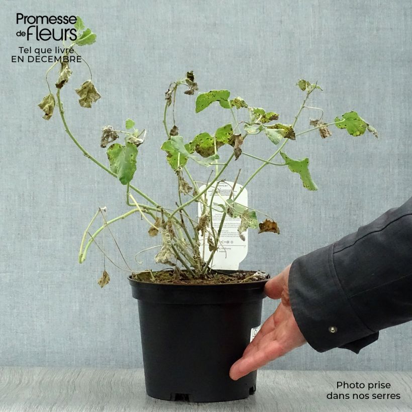 Amostra de Lavatère d'Hyères - Lavatera olbia Rosea Vaso de 2 L/3 L tal como entregue no inverno