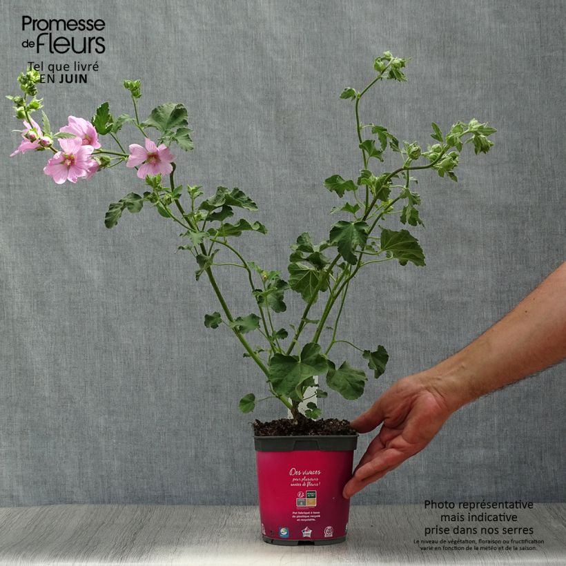 Amostra de Lavatera olbia Rosea - Malva-arbórea Vaso de 2 L/3 L tal como entregue no verão