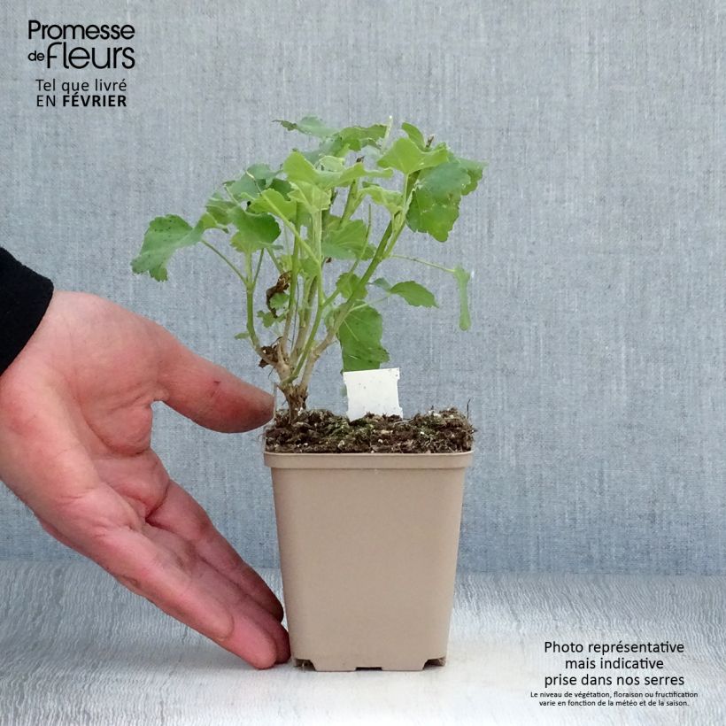 Amostra de Lavatère maritime- Lavatera maritima Bicolor Vaso de 8/9 cm tal como entregue no inverno