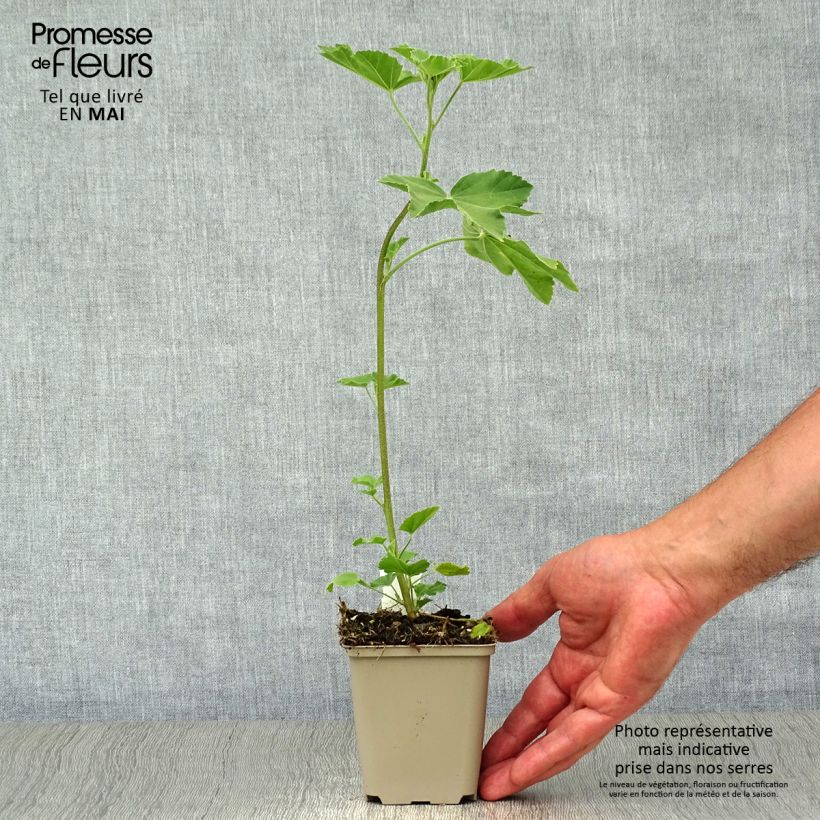 Amostra de Lavatera maritima Bicolor Vaso de 8/9 cm tal como entregue na primavera