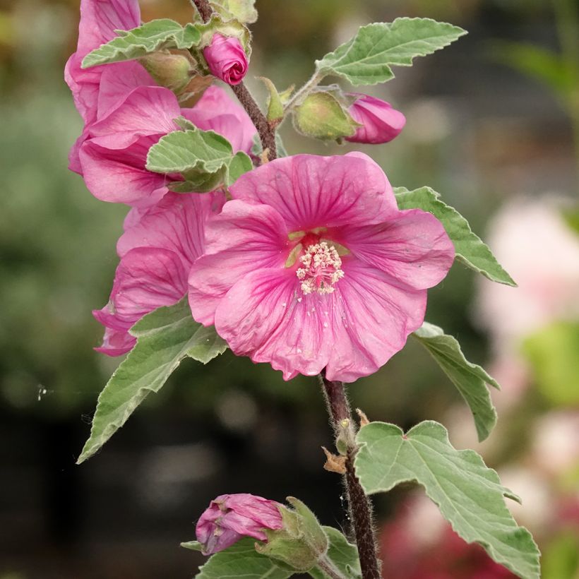 Lavatera thuringiaca Bredon Springs (Floração)