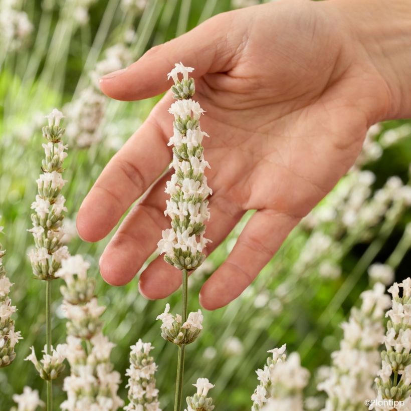 Alfazema intermedia Exceptional - Lavandula intermedia (Floração)