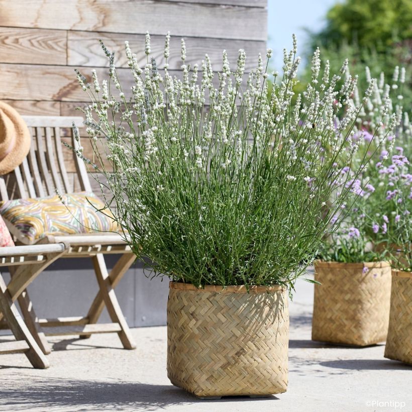 Alfazema intermedia Exceptional - Lavandula intermedia (Hábito)