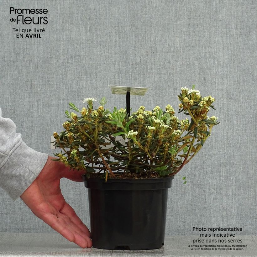 Amostra de Ledum groenlandicum Compactum Vaso de 2 L/3 L tal como entregue na primavera