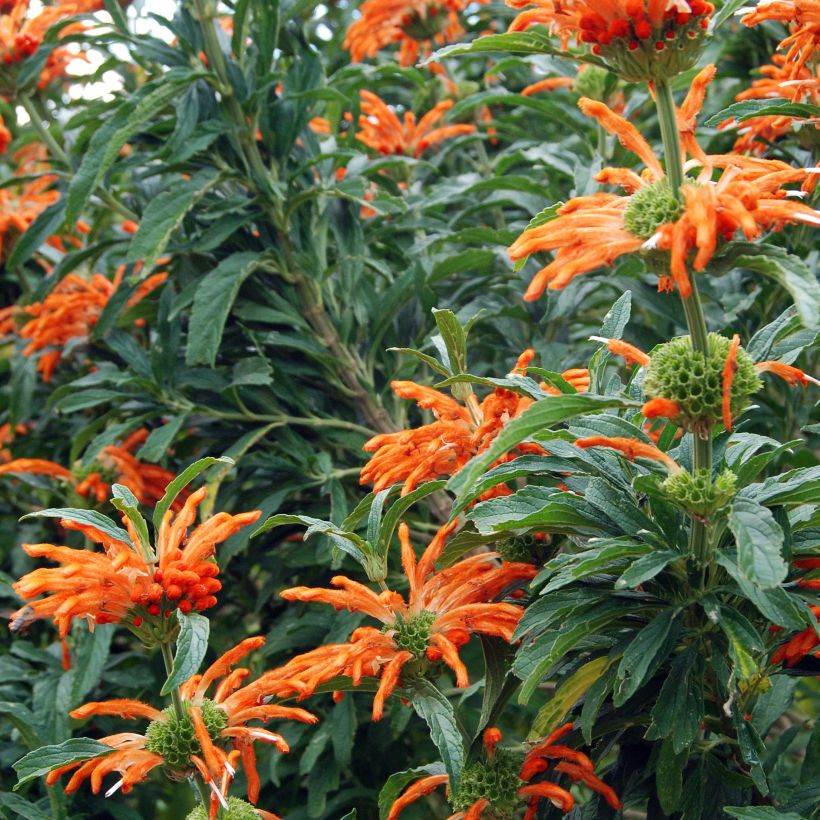 Leonotis leonurus (Floração)