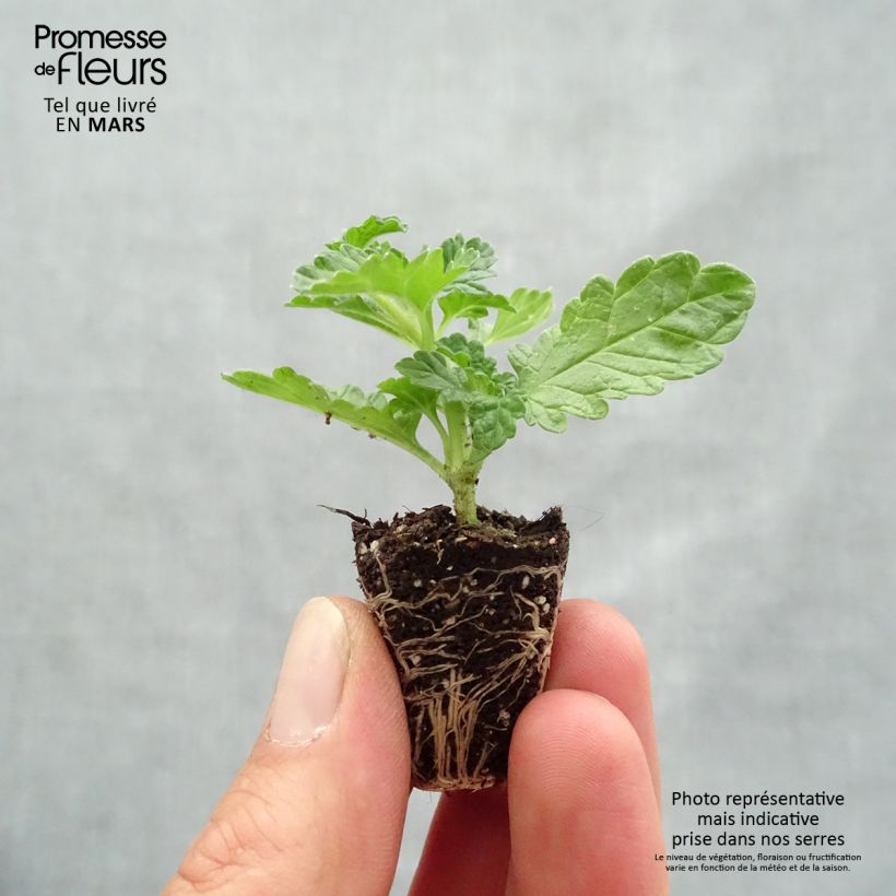 Amostra de Leonotis leonurus - Queue de lion Mini-torrão Ø 3/4 cm tal como entregue na primavera