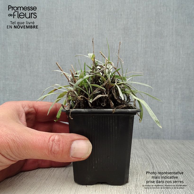 Amostra de Leontopodium alpinum Blossom of Snow Vaso de 8/9 cm tal como entregue no outono