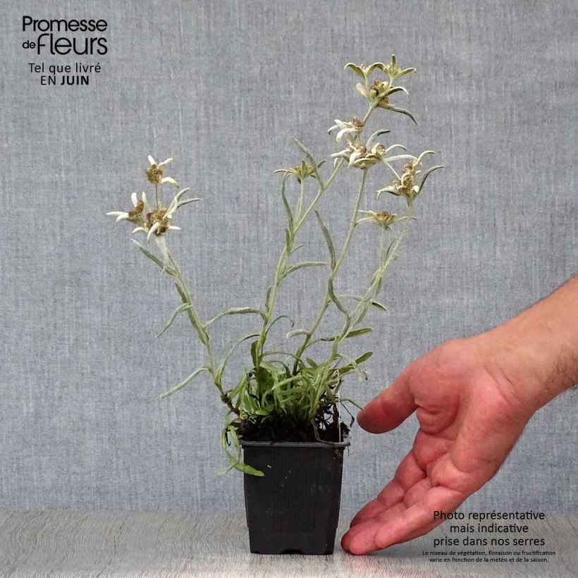 Amostra de Leontopodium alpinum Blossom of Snow Vaso de 8/9 cm tal como entregue no verão