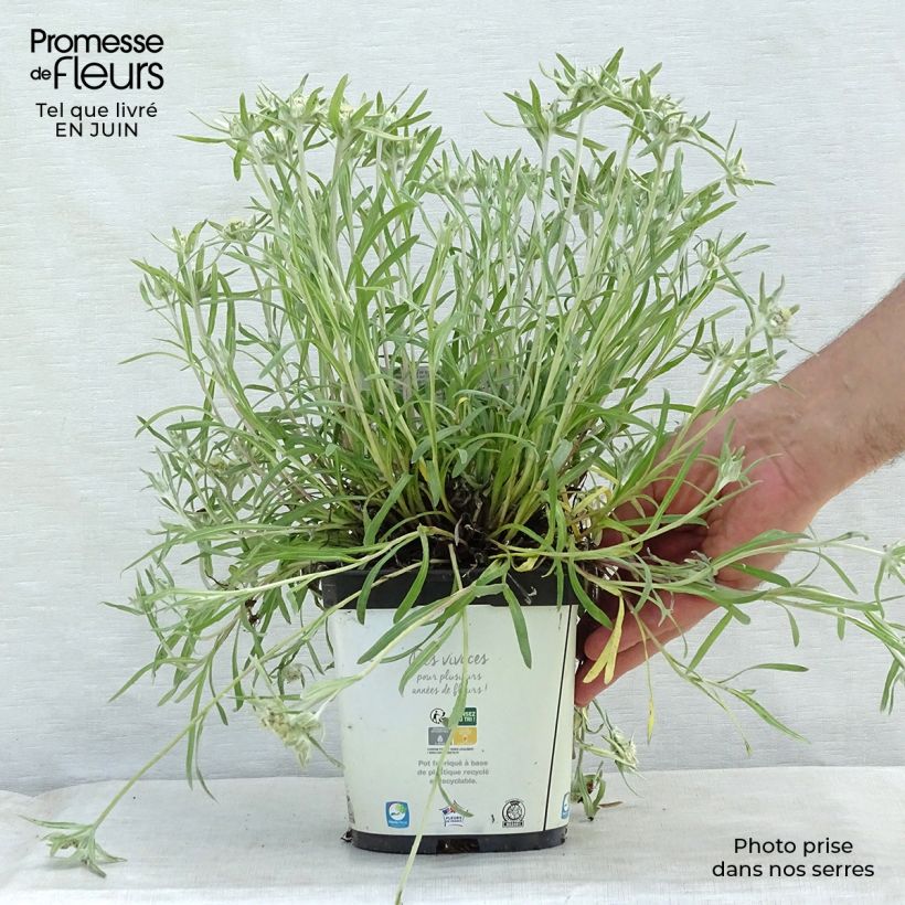 Amostra de Leontopodium alpinum Blossom of Snow Vaso de 2 L/3 L tal como entregue no verão