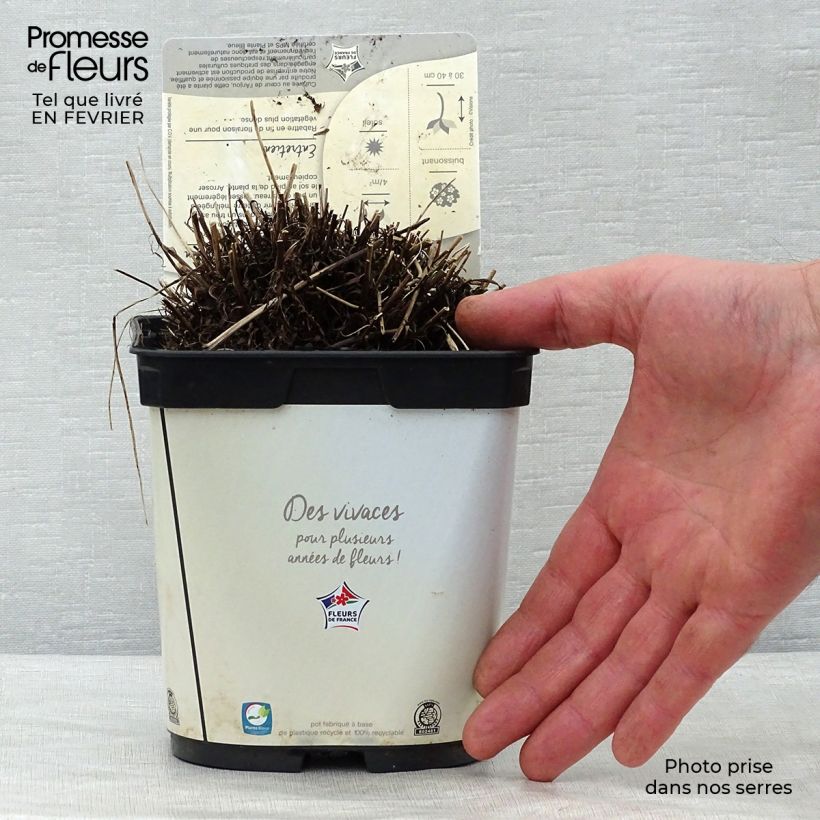 Amostra de Leontopodium alpinum Blossom of Snow Vaso de 2 L/3 L tal como entregue no inverno