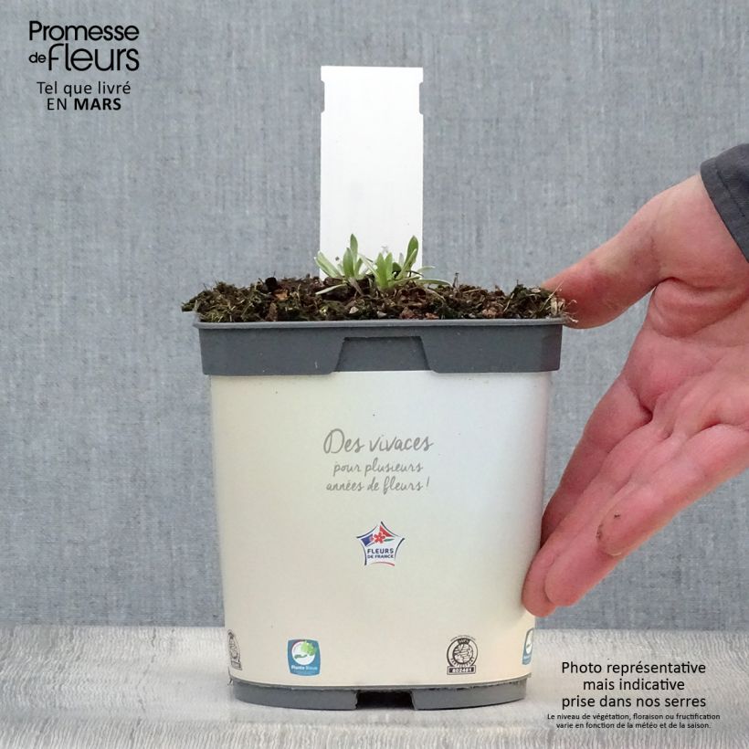 Amostra de Leontopodium alpinum Blossom of Snow Vaso de 2 L/3 L tal como entregue na primavera