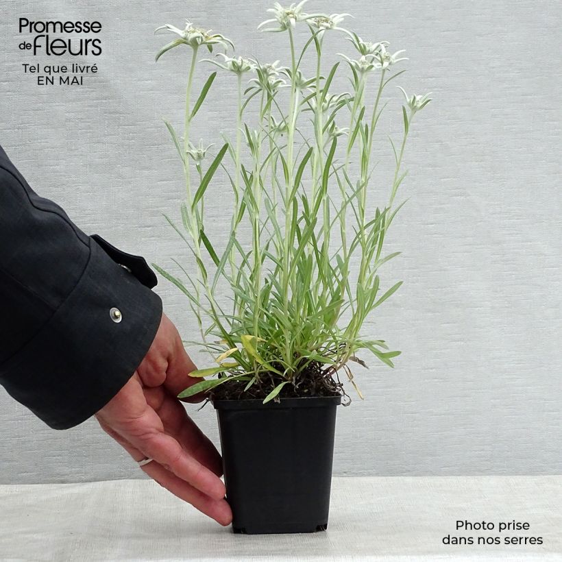 Amostra de Leontopodium alpinum Blossom of Snow Vaso de 8/9 cm tal como entregue na primavera