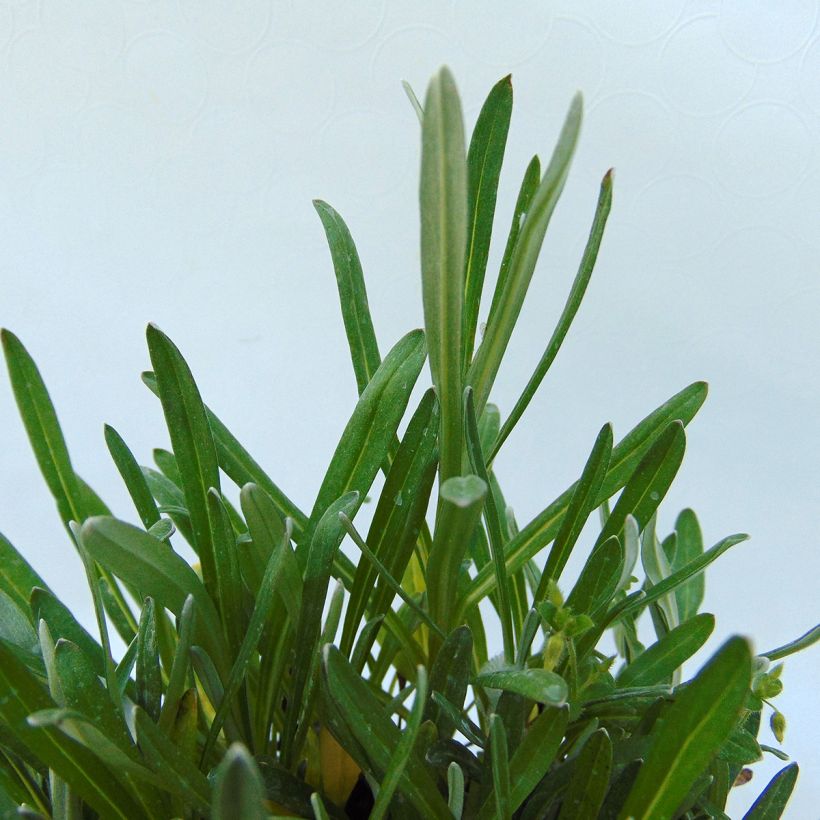 Leontopodium alpinum Mont Blanc (Folhagem)