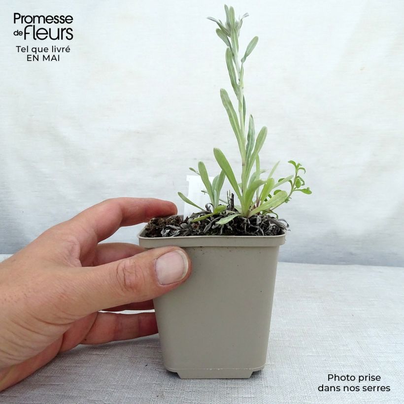 Amostra de Leontopodium alpinum Mont Blanc Vaso de 8/9 cm tal como entregue na primavera