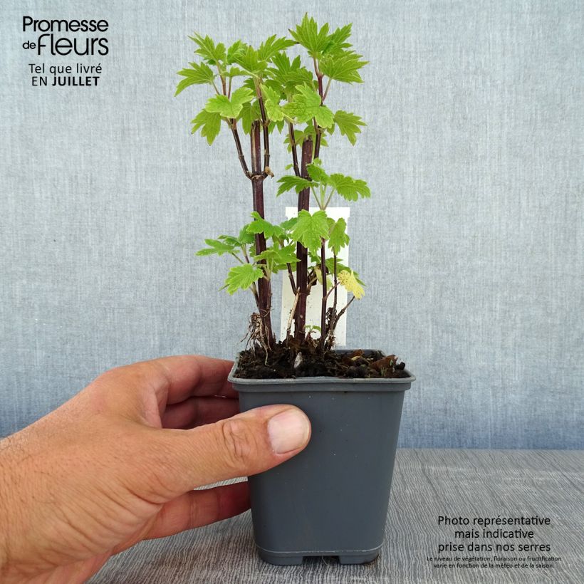 Amostra de Leonurus cardiaca Vaso de 8/9 cm tal como entregue no verão