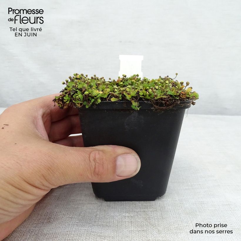 Amostra de Leptinella dioica Minima Vaso de 8/9 cm tal como entregue no verão