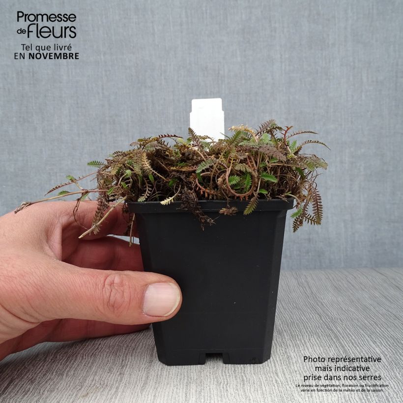 Amostra de Leptinella potentillina Vaso de 8/9 cm tal como entregue no outono